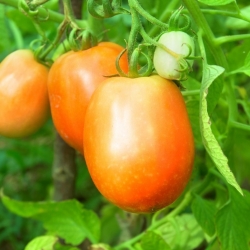 Dwarf field tomato 'Jokato' - medium early, productive orange variety