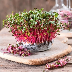 Microgreens - Ridichea rosie - frunze tinere cu un gust unic - Raphanus sativus L. - semințe