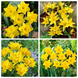 Sunmarine - conjunto de tulipanes y narcisos - 40 piezas