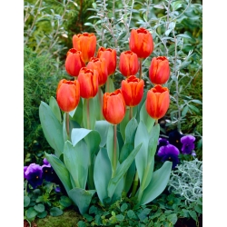 Tulipaner Annie Schilder - pakke med 5 stk - Tulipa Annie Schilder