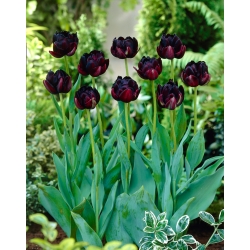 Tulipa Black Hero - Tulip Black Hero - 5 bulbs
