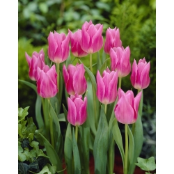 Tulipa China Pink - Тюльпани Китаю Рожеві - 5 цибулин