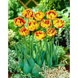 Nice Golden Tulip - Pekné tulipány Golden - 5 kvetinové cibule - Tulipa Golden Nizza