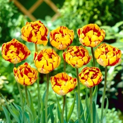 Nice Golden Tulip - Pekné tulipány Golden - 5 kvetinové cibule - Tulipa Golden Nizza