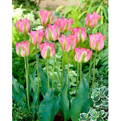Tulipe Groenland - paquet de 5 pièces - Tulipa Groenland