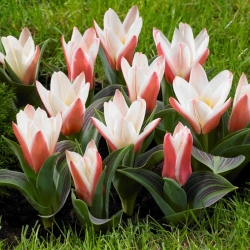 Tulipa Heart - paquete de 5 piezas
