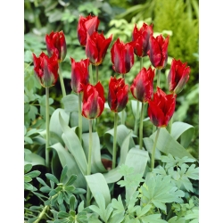 Tulipa Hollywood - Tulip Hollywood - 5 bulbs