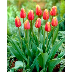 チューリップランバダ - チューリップランバダ -  5球根 - Tulipa Lambada