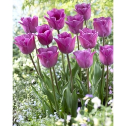 ทิวลิปลาเวนเดอร์ลาเวนเดอร์ - 5 ชิ้น - Tulipa Magic Lavender