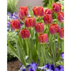 Tulipano Miami Sunset - pacchetto di 5 pezzi - Tulipa Miami Sunset