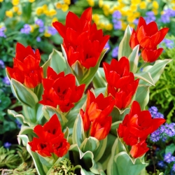 Laleaua numai acordare - Tulip acordare unic - 5 becuri - Tulipa Praestans Unicum