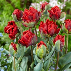 Dobbelt tulipan "Rococo Double" - 5 stk. Pakke