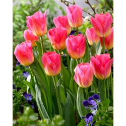 Tulipa Tom Thumb - Tulip Tom Thumb - 5 kvetinové cibule - Tulipa Tom Pouce