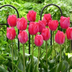 Tulpės Van Eijk - pakuotėje yra 5 vnt - Tulipa Van Eijk
