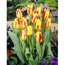 Tulipán Washington - csomag 5 darab - Tulipa Washington