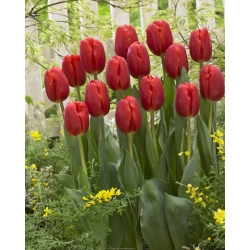 Tulip – Red – large pack! – 50 pcs