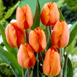Tulipa Tulip Page 12 Garden Seeds Market Penghantaran Percuma
