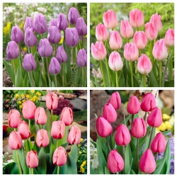 Madeline - set 4 varietas tulip - 40 pcs. - 
