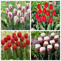 One Love - set 4 varietas tulip - 40 pcs. - 