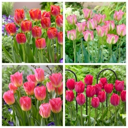Pink Panther - lot de 4 variétés de tulipes - 40 pcs.