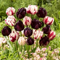 Set of 2 uniquely coloured tulip varieties - 40 pcs.