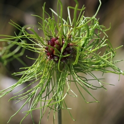 Dekoratív fokhagyma - Hair - csomag 5 darab - Allium Hair