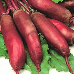Červená řepa "Alexis" - pozdní odrůda produkující válcovité ovoce - Beta vulgaris - semena
