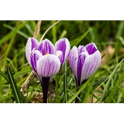 Crocus King of the Striped - Stort paket! - 200 st.