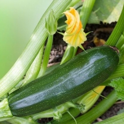 BIO - Zucchini - certified organic seeds