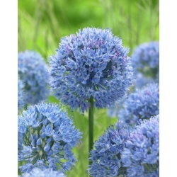 Mavi küre soğan - Büyük Paket! - 50 parça; mavi süs soğanı, göğün mavisi, mavi çiçekli sarımsak - 