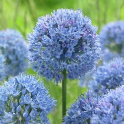 Blue globe onion - Large Pack! - 50 pcs; blue ornamental onion, blue-of-the-heavens, blue-flowered garlic
