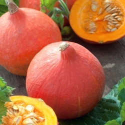 Pumpkin Justynka seeds - Cucurbita maxima - 21 seeds