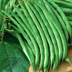 Green French bean "Jagusia" - with burgundy-red seeds