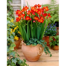 Red single freesia - Red - Large Pack! - 100 pcs.