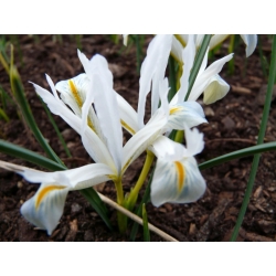 Netted iris - White - Pack Besar! - 100 pcs; iris berpeluk emas - 