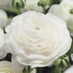 Beyaz düğün çiçeği - Büyük Paket! - 100 adet. - 