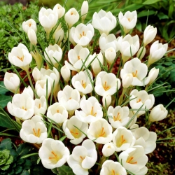 Crocus Miss Vain - 10 kvetinové cibule - Crocus biflorus Miss Vain