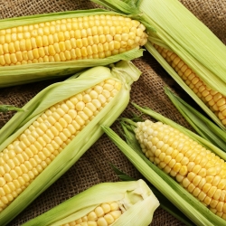 Sweet corn "Golden Dwarf" - 120 seeds