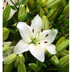 Lily Putih Asiatik - Putih - Pek Besar! - 15 pcs. - 
