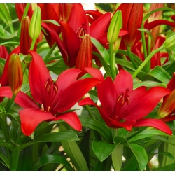 Lily Merah Asiatik - Merah - Pek Besar! - 15 pcs. - 
