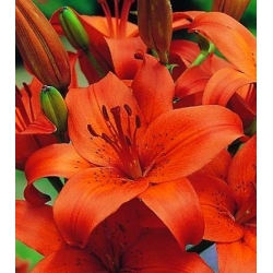 Orange Asiatic lily - Orange - Paket Besar! - 15 pcs. - 
