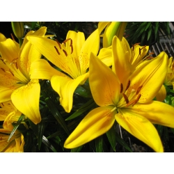 Azijski ljiljan sa žutim cvjetovima - žuti - veliko pakiranje! - 15 kom - 