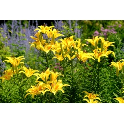 Lily asiatik bunga kuning - Kuning - Pek Besar! - 15 pcs - 