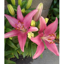 Pink Asiatic lily - Pink - Pack Besar! - 15 pcs. - 
