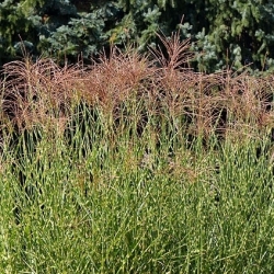 Семената на трева от трева - Miscanthus sinensis - 55 семена - 