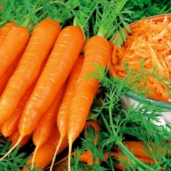 Broker 'Carrot' - pelbagai awal sederhana -  Daucus carota - Broker - benih