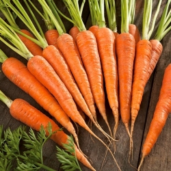Carrot 'Norton' - giống muộn trung bình dành cho bảo quản -  Daucus carota - Norton - hạt
