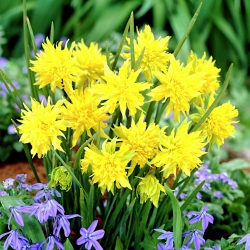 Narcissus Rip Van Winkle - Daffodil Rip Van Winkle - 5 lampu