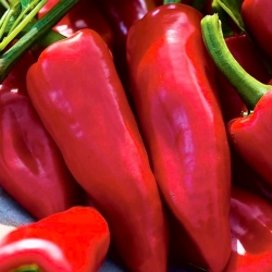 Sweet pepper 'Wika' - red variety recommended for cultivation in tunnels and on the field