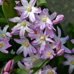 Forbes' glory-of-the-snow Chionodoxa forbesii Pink Giant - Large Pack! - 100 pcs.
